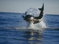 Shark Breaching False Bay Morning Trip